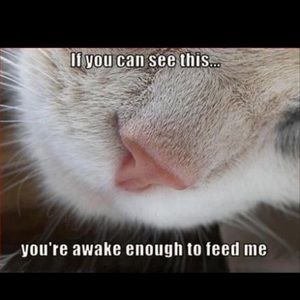 This is what happens at my house most mornings 😊